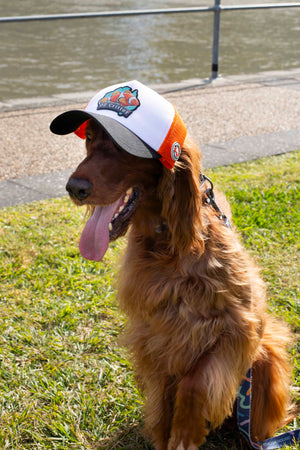 Dog wearing a fish cap from OZ Critter on grass near a body of water.